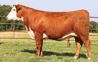 She has a son working for our friends, Doss Herefords and a daughter was purchased in the Ladies of the Royal Sale by Parker Bros.