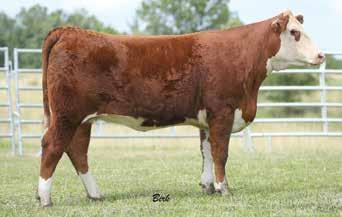 Lizzie s Polled Herefords Jackson, Mo. 573-270-4145 12 LPH 028X PRINCESS 4D 9.6-0.7 48 73 33 57 3.9 58 1.35 1.48 1.1 57 0.030 0.33 0.25 23 24 18 27 P43667459 Calved: Jan.