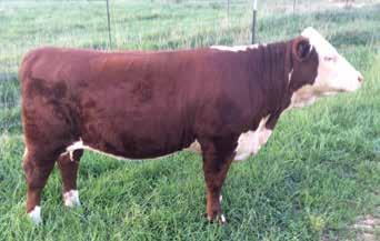 J&S Farms/Jim and Stella Ernst Perryville, Mo. 573-517-8158 15 LORIES MISSY R210 P43409432 Calved: Nov.