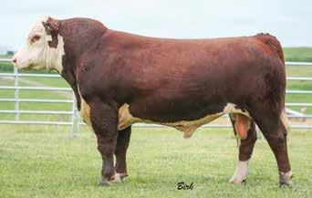 07 Lories Missy R210 is a daughter of DeLHawk Ammo 1011ET. Her mother LJR Lorie 350T is sired by PW Victor Boomer P606. R210 is a thick, moderate framed cow. AI bred to Trust 167Y. Due in September.