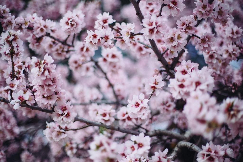 Most of us have heard of Sakura, which means season of the cherry blossoms in Japan. Unbeknownst to many, it is not only cities like Kyoto that have these springtime favorites.