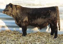 2.3 55 92 7 12 39 29-0.4 0-0.075 0.88 103 59 88 96 15/19 631 106 5/14 1144 103 4/14 This outstanding bull is a full sib to STF Royal Affair.