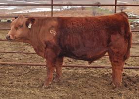 055 0.71 111 68 85 99 4/6 969 118 1/6 / My favorite bull I have ever raised. He was a class winner at the ISF, my heaviest weaning calve on the farm (RATIO of 118), and that dark cherry red look.