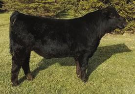 DAF SUMER TIME U29 show career consisted of Supreme Champion female at 2010 Missouri State Fair Open, Grand Champion female in Mo State Fair FFA Junior Show, and Reserve Champion female at 2010 ASA