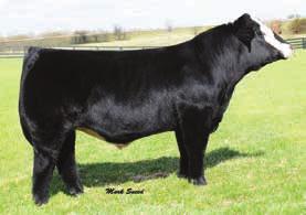 22 nd Annual Sale STCC Long Haul 033X - reference sire Purebred 92.