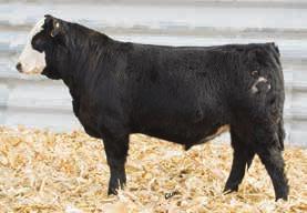 5 58 78 9 14 43 19-0.38 0.13-0.065-0.41 110 64 86 1/1 Here is another great purebred out of Jack Around. That will be ready come Spring to cover cows.
