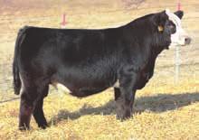 Here s a bull that will look great in the front pasture. 105.