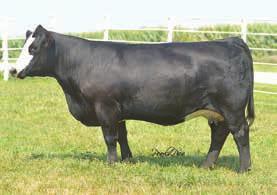 22 nd Annual Sale BF Mr Dandy Deal Calved: 2/21/16 Tattoo: BF D6A ASA: 3126214 108. WLE Big Deal A617 Shawnee Miss 770P B C Lookout 7024 SS/DS Dandy Kane Y9S3 Dillons K217 Ms Kandy 10 1.