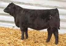 46 22 nd Annual Sale PB SM Black Plled Heifer 169.