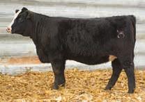 22 nd Annual Sale 5/8 SM 1/8 AN Black Polled Heifer 191.