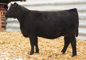 22 nd Annual Sale 3/4 SM 1/4 AN Polled/ Scurred Baldy Bred Heifer 201.