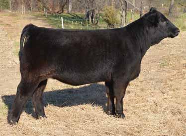This eye appealing All Time daughter is smooth shouldered, big ribbed, and has lots of depth and volume. This is a very nice numbered heifer that presents numerous opportunities.