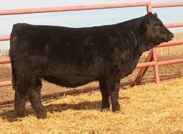 We plan to flush her heavily this spring... share her with us. We will split two flushes and flush costs if we can agree on sires used. Or you can purchase entire flush if you chose another sire.