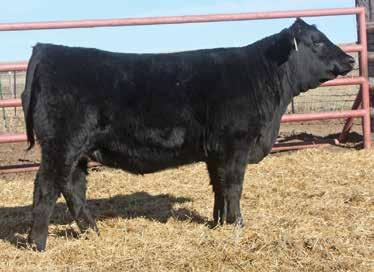 ASR Fine Art E769 is a full sister as bred heifer, lot 32. Check out the big EPD spread of this True Justice heifer. Ratios of 102 for both BW and WW.