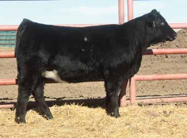 He sires deep, thick, soft sided females which compliments Simmental and make great SimAngus females. This heifer had a weaning ratio of 103, ranking 17th out of 48 head.