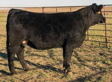 Verified with ultrasound Proj. EPD 14-0.6 62 104 7 27 58 31.7-0.3 0.36-0.02 1.01 137 74 A full sister to the True Justice x Wide Track open heifer, lot 26.