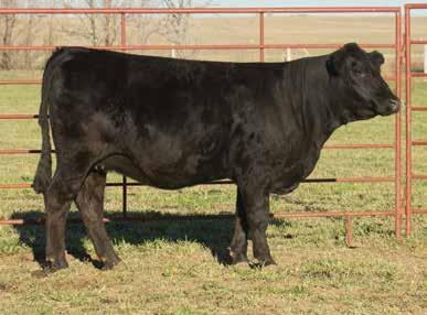 A high maternal SimAngus mating we made to Remedy with our own breeding program in mind. Remedy should be a bull for a low PAP score.