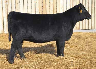 67 API 141 TI 74 A maternal sister to one of our top opens in last year s sale that was sired by Black Hawk. E701 is a soft-made female. Her side profile is impressive.
