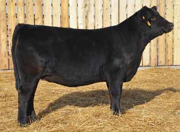 E747 is our top API female born in 2017. Black Hawk stamps his calves with an EPD package that is hard to beat. E747 is thick topped, big middled, and very feminine.