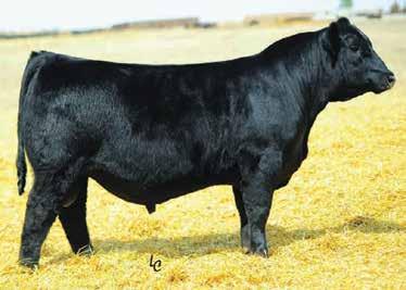 22 CCR Spartan 9124A - reference sire Lots 45, 46, 48, & 49 45 Bridle Bit Miss D641 ASA# 3137560 Tattoo: D641 Born: 2/11/16 CCR Catalyst 7035W CCR Spartan 9124A CCR Ms Apple 9332W Three Trees Prime