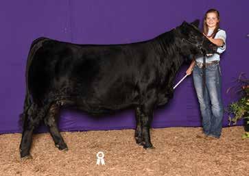 Hidden Treasure was the anchor heifer in our 2014 Reserve Champion Percentage Simmental Pen of 3 heifers and was a high seller in the 2014 Sale.