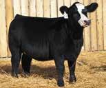 This Beacon daughter is a half sister to our lot 61 that sold last year. Our W943 cow family has done us a great job. Beacon was our most heavily used bull in 2016.