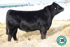 47 174 88 Donated by Cache Valley Select Sires, Logan, UT V 10 Straws of ASR Aim High B418 272SM0118 2891848 (ASR Second Chance x RCR Augustus R54) EPDs 18-0.1 51 87 0.22 8 23 49 15.2 12.1 22.1-0.