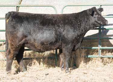5 71 104 11 18 54 31.9-0.22 0.25-0.03 0.73 133 78 This purebred heifer is one to really study. Phenotype wise she is hard to pick apart.