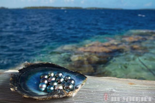 Pearl farming- when done responsibly- has been shown to have a positive impact on coral reef communities and biodiversity.
