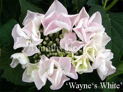 Hydrangea macrophylla 'Vanhoose White' VanHoose White Hydrangea Hydrangea macrophylla 'Vanhoose White' Hydrangea macrophylla 'Veitchii' lacecap Veitchii Hydrangea $34.