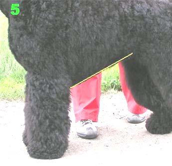 Picture # 5 The bottom line (or the skirt) is done on a straight ascending line as shown on Pic. # 5 with yellow colour. Do not leave a long skirt for dogs with well-developed chest.