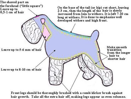 Grooming of Rear legs. Starting 1-2 cm above the hock, shave, using the clippers the hind part of the legs to the anus as shown on the picture.