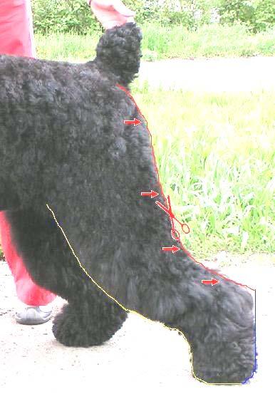Picture #2. In Red Marking of the hind part of the rear leg line Blend longer hair on the rump (8-10 cm) with the shaved hair (blue colour on Picture #1).