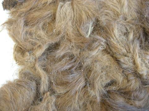11 Bear pelt Analysis carried out by a number of specialists has identified the pelt as being from a bear, an incredibly important find.