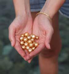 SSEF RESEARCH RESEARCH ON GOLDEN PEARLS T he South Sea pearl oyster Pinctada maxima is known to produce white, cream and golden pearls.