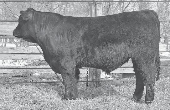 Salers Yearling Bulls HERD SIRE OPP WEST STAR 938W RC P BLK WYOING 940W -0.