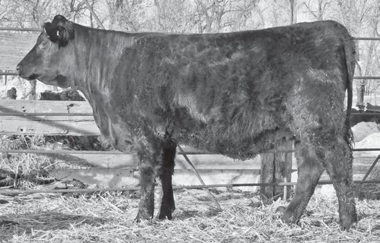 NJF FEIST S ONOPOLY 01 NJF ISS FEIST 652S NJF ISS JETHRO 104L ADJ /RATIO 622/102 52 94 oderate, soft made heifer, we are very excited about the ercury/rockstar combinations.