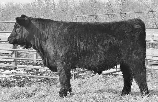 Salers Yearling Bulls LOT 19 BODINES ULTRA D203 LOT 19 TC ULTRA INTREPID 365A BODINE S ISS Z203 ACT 85 3.0 Square hipped bull with a very correct phenotype.