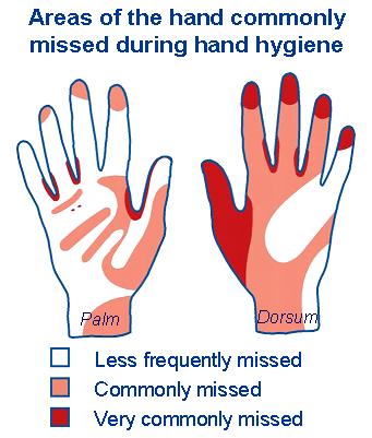 3 Transmission of pathogens on hands Hand carriage of bacteria, for example, methicillin resistant Staphylococcus aureus (MRSA) and various Gram-negative organisms, can result from everyday
