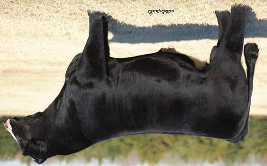 Sale attraction in this direct daughter of the homozygous black and homozygous polled Steel Force son FBF1 Combustible whose progeny have captured the attention of top breeders across the nation.