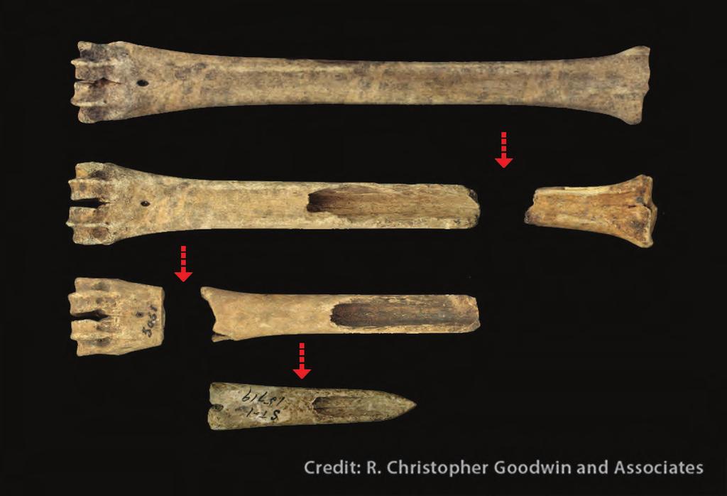 Bones from the lower leg were especially popular for making bone projectile points (A, B, C) and pins (D) because these bones are long and straight.