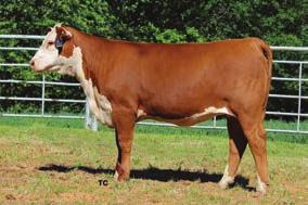 43 Terms to be announced. 50K pending 222D WHITEHAWK 0102 BEEFMAID 747B - Dam of Lot 68.