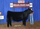 Genie C607 SOSF Ebonys Black Silk Beshears Simmentals Whether you like a little extra chrome on your cattle or not, there is one thing you can appreciate about this heifer and that is the