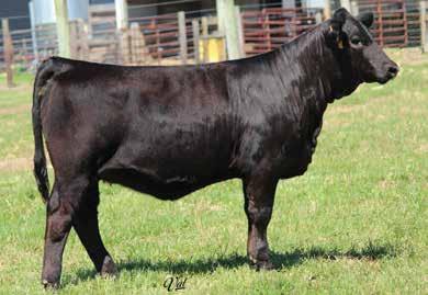 South Dakota, I knew she was capable of being very productive. Relentless was the right sire to take this cow to the next level.