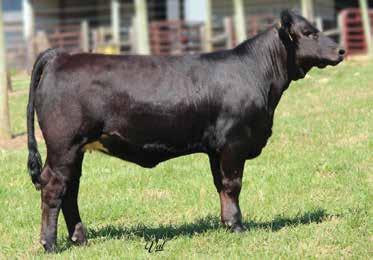 E130 Dbl Polled Black Purebred BD: 2-3-17 Adj. BW: 76 ET Adj. WW: N/A Harker Simmentals Here is a pair of Executive Order daughters stemming from our highly productive donor, T107.
