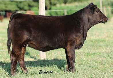 Wendy C110N Triple C Miss Wisconsin Triple C Miss Wisconsin Grandam Beshears Simmentals One of two Miss Wisconsin granddaughters. One you really got to appreciate the hip, leg, and foot structure.