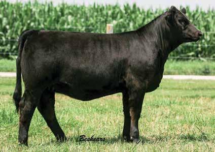 Since 2012, the Diva heifers and bulls have avg. just over $5,000. These two heifers here definitely fit the mold. E921 is very deep bodied, angular in her makeup, and super sound.