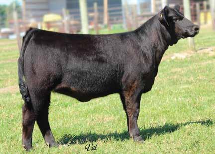 81 121 69 W/C Relentless 32C STF Sheeza Dandy L58C Yardley Utah Y361 Miss Werning KP 8543U STF Confirmed U44L STF Special Times 111S Harker Simmentals This young March female is one of the most