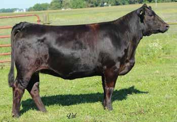 Please note her service sire. You will want to keep her Pays To Believe calf. Performance comes natural with these females. A.I. Sire: LLSF Pays To Believe ZU194 on 4-22-17 Due 1-29-18 Est.