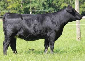 The only other daughter of 825U resides in Canada at the Wheatland Ranch. In 2015, DX29 had a full sib bull in blood that sold in Wheatland s sale for $37,000.